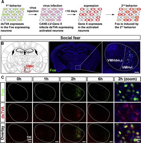 cane lv|cane neuronal ensemble.